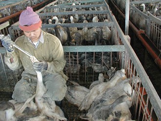 מפטם אווזים בין אווזים המנסים להימלט ממנו. מתוך חקירת אנונימוס בציפורי, 16.2.2004.