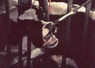 ריסון עגלה (פרה צעירה) באמצעות קיבוע ראשה ומשיכת הבשר שבין נחיריה, כחלק מהליך גדיעת קרניים.  מתוך חקירת...