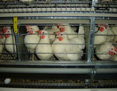 תרנגולות בכלוב סוללה סטנדרטי