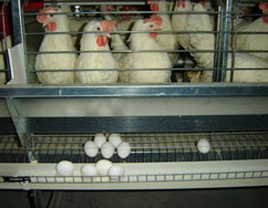 מצאו את ההבדלים: מימין כלוב סוללה רגיל, משמאל כלוב מאובזר. (צילום: אוניברסיטת מניטובה)