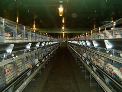 מצאו את ההבדלים: מימין כלובי סוללה רגילים, משמאל כלובים מאובזרים. (צילום: אוניברסיטת מניטובה)