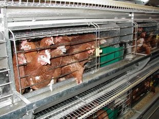 כלוב מאובזר (צילום: CIWF)