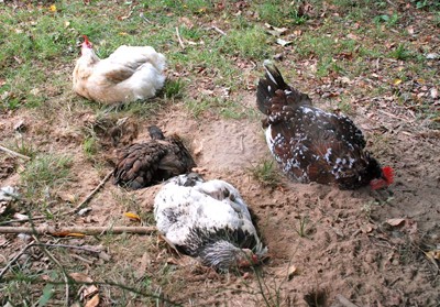 תרנגולות באמבט חול (צילום: Taceas, Sleepy Hollow Herps)