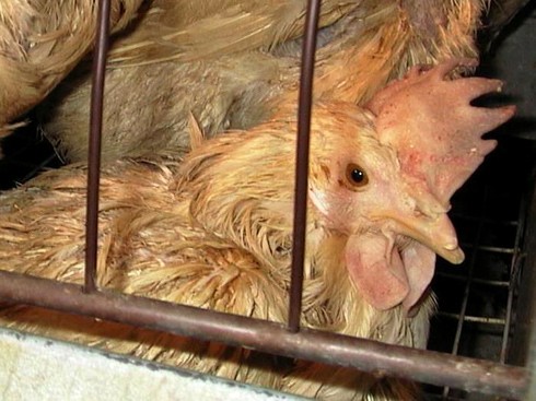 תרנגולת בכלוב סוללה (צולם ב-17.11.2007 ב-Michael Foods' Crystal Farms Egg Factory שבמינסוטה, על-ידי Freeman Wicklund)