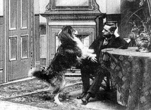 כלב בתור שחקן בסרט משנת 1905. שימוש בחיות בסרטים.