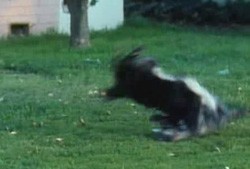 סדרת תמונות מתוך הסרט Suburbia 