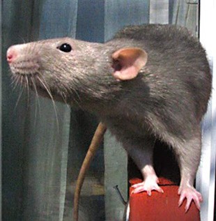 בין כלל בעלי החיים, חולדות הן קורבן הניסויים השני בתפוצתו בעולם, אחרי עכברים.