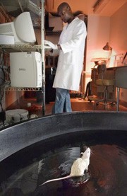 ניסוי שנקרא Morris Water Maze, ובו מוכנסת חולדה לתוך גיגית, שיש בתוכה רק נקודה אחת שאפשר לעמוד בה. החוקרים מנסים...