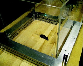 ניסוי שדה פתוח שנועד לבדוק רמת חרדה בחולדות. אולם נהוג להתעלם מכך שהאור עצמו גורם לחולדות מצוקה גדולה.