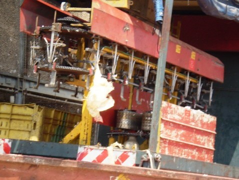 תרנגולות תלויות מרגליהן לפני שחיטה, התעללות בבעלי חיים בתעשיית המזון מן החי