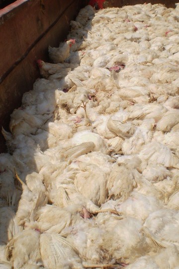 תרנגולות רבות חלקן עדיין חיות שהושארו לגסוס במיכלית גדולה