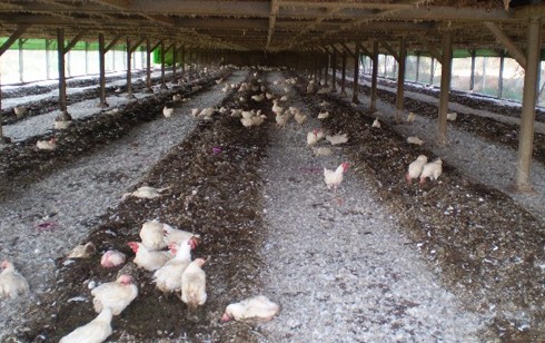 חלק מהתרנגולות הפגועות שנצפו בסיור הושארו לגסוס ולמות על מצע ההפרשות שברצפת הלול.