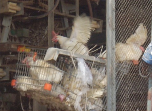 התעללות בתרנגולות והרג שלהן בתעשיית הביצים.