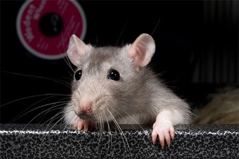 ג'ואני, חולדת מחמד , מדגימה אוזניים ושפם לתפארת (צילום: PKMousie)