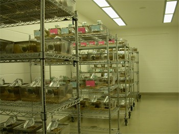 חדר מכרסמים טיפוסי באוניברסיטה באוסטין, טקסס: נורות הפלואורסצנט מרעישות תמידית בתדר גבוה, ומתקני המתכת...