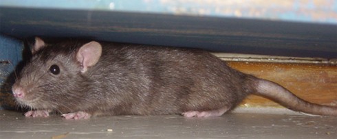 חולדות רגישות למגע על פני כל הגוף והן נוטות להיצמד לקירות (מתוך אתר המתמחה בלכידת חיות מטרד ושחרורן)