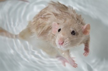 השפם מעביר לחולדה מידע חיוני לשמירת ראשה מעל לפני המים 