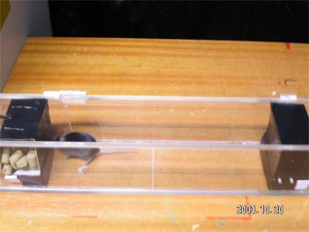 ניסוי הרחה: הגישה לפריטים הריחניים חסומה בפני חושים אחרים. הצילום מטעם חברה המספקת ציוד לניסויים בחקר המוח.