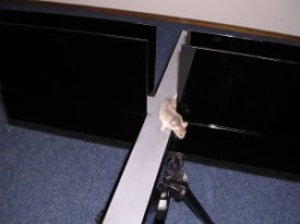 ניסוי נפוץ בפסיכולוגיה, elevated plus maze. חיות שעברו את הניסוי קודם לכן, ודאי השאירו על המתקן ריחות המעידים על...