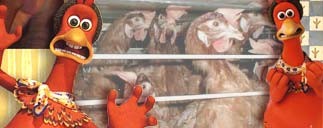 מרד התרנגולים