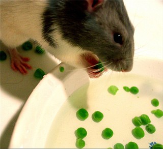 חולדת מחמד נהנית לאסוף אפונים ולהחזיקן בידיים בעת האכילה