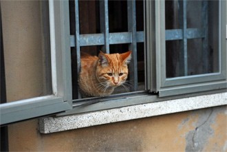 חתול מציץ לעבר רחוב מחלון של בית