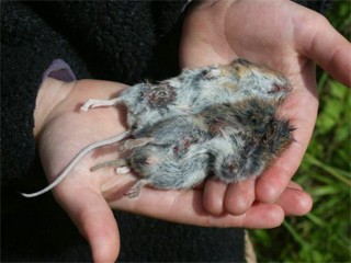 גוויות נברן ויערון שנמצאו בקן של תנשמת. הזוג קינן בתיבה שהוצבה בשדה במסגרת הדברה ביולוגית בצ'שייר, אנגליה.