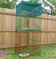 מלכודת המיועדת למין של חזירים קטנים המתרבים בקלות במקומות בהם הם מתשחררים משבי