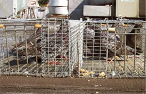 ניהול אוכלוסיות בר: מימין מלכודת המיועדת למיינות 