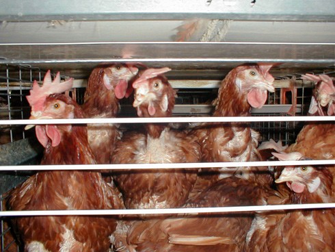 כלוב סוללה של גליקסמן במתקן ענק במישר: יותר תרנגולות בכלוב ותקרה נמוכה יותר מהמקובל בחלק מהלולים הקטנים....