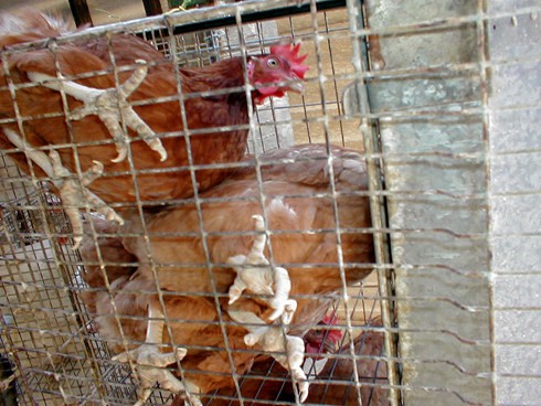 כלוב סוללה בבוסתן הגליל: העמידה המתמדת על רשת תיל אינה נוחה, ולטווח הארוך מעוותת את האצבעות ולעתים פוצעת אותן.