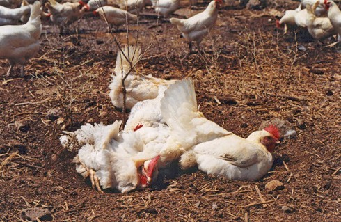 תרנגולות עושות אמבט חול בחצר משק מרעה חופשי 