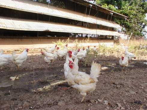 מרעה חופשי במשק זר, כפר יהושע.