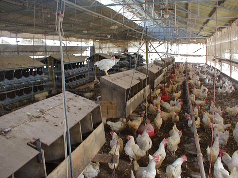 משק זר בכפר יהושע; שימו לב לאן מטפסות התרנגולות, שהן עופות יער בעברן האבולוציוני. מסתבר שהמעבר לשיטה זו...