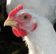 תרנגולת כפרות, זו השנה ה-22 שבבית חב ד ברעננה מציג חלופה למנהג הכפרות האכזרי