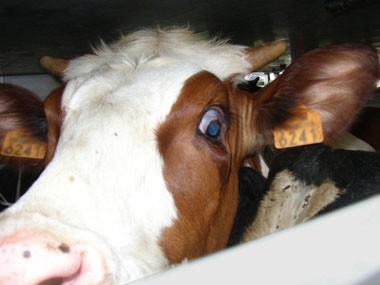 במשק התעשייתי יש משמעות לזיכרונות קשים ולפחד מהעתיד; אם יש לבעלי-חיים יכולת להתרפק על זיכרונות נעימים...