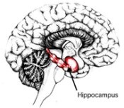 איור של מוח של בעל חיים
