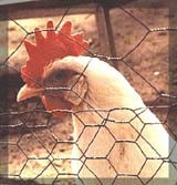 תרנגולת מאחורי גדר רשת