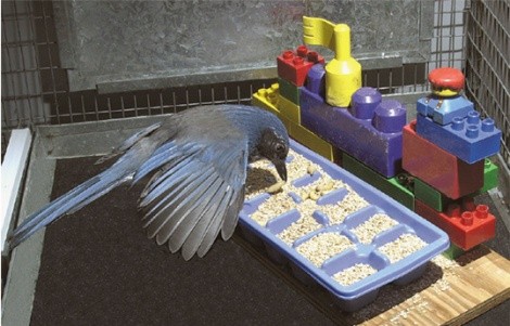 עורבני מהמין האמריקאי 