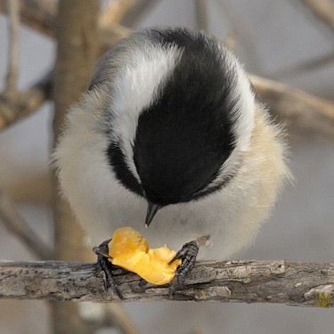 ירגזי שחור-כיפה עם בוטן: גם ירגזים מחביאים מזון, וגם הם הפגינו תפיסת זמן בניסויים. (צילום: Saul Bocian)
