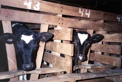 עגלים בתאי בידוד (Farm Sanctuary)