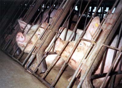 חזירות בכלובי הריון (Farm Sanctuary)