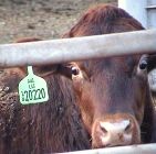 פרה חומה מביט בעצבות.