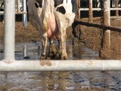 פרה ברפת מזוהמת