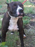 כלב מסוכן. הבאה לארץ של בעלי חיים מסוכנים