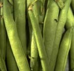 לצמחים אין מערכת עצבים, ולא שום דבר העשוי לתפקד באופן דומה