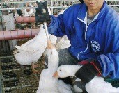 פיתום של אווזים על ידי החדרת צינור האבסה לגרונם