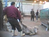 בעל חיים נגרר בחוסר התחשבות בסבלו