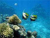 בעלי חיים ימיים (דגים ואלמוגים) בסביבת המחיה הטבעית שלהם