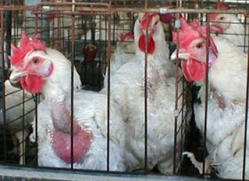 תרנגולות בכלוב סוללה בישראל. אי אפשר אפילו לפרוש כנפיים.